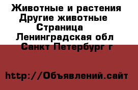 Животные и растения Другие животные - Страница 2 . Ленинградская обл.,Санкт-Петербург г.